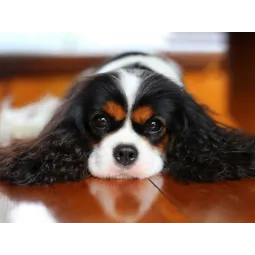 King Charles Spaniel 40*30 WD3052