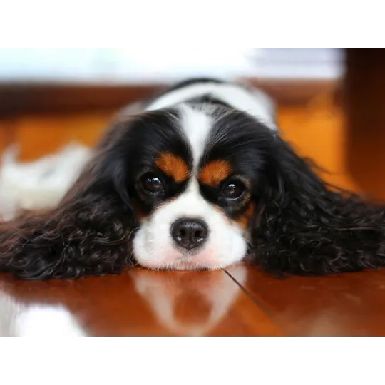 King Charles Spaniel 40*30 WD3052