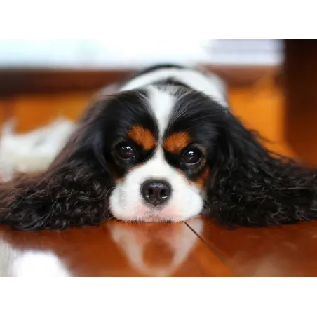 King Charles Spaniel 40*30 WD3052