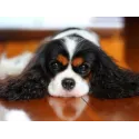 King Charles Spaniel 40*30 WD3052