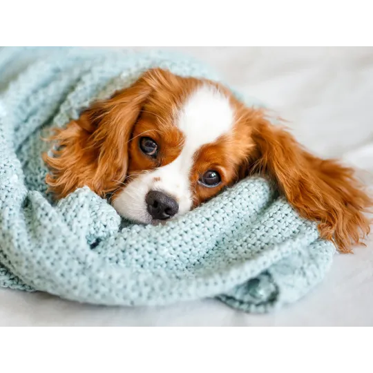 Schläfriger Freund 40*30 WD3053 (D)