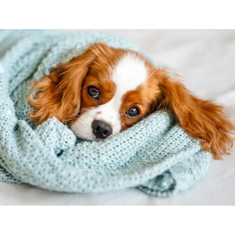 Sleepy friend 40*30 WD3053 (D)