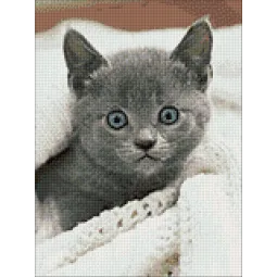 Curieux chaton 30*40 WD3054