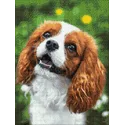 Adorable épagneul 30*40 WD3055