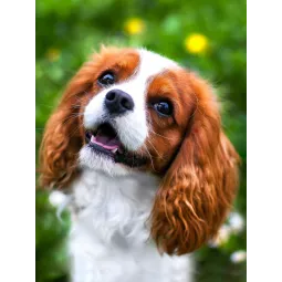 Прекрасный спаниель 30*40 WD3055