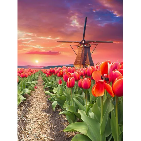 Windmill in tulips 30*40 WD3056