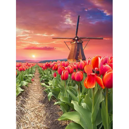 Windmill in tulips 30*40 WD3056