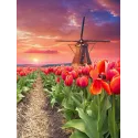 Windmill in tulips 30*40 WD3056