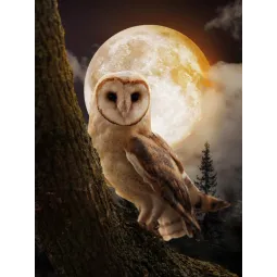 Hibou Mystérieux 30*40 WD3066