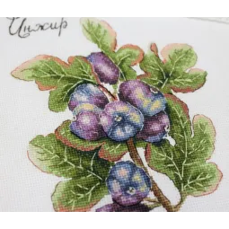 Cadeaux de la nature. Figues SNV-768