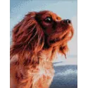 (Auslaufmodell) Diamond Painting mit Unterrahmen "Lieblicher Hund" 30*40 cm VA042