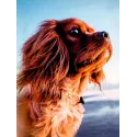 (Auslaufmodell) Diamond Painting mit Unterrahmen "Lieblicher Hund" 30*40 cm VA042