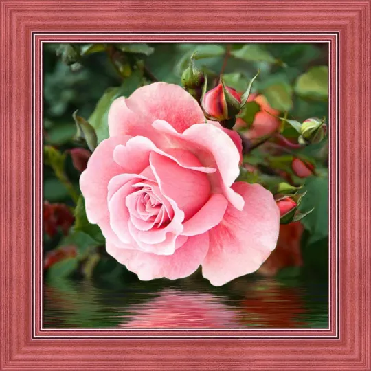 Rose sur l'eau 25*25 cm AM1704