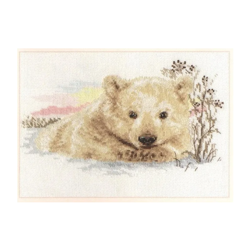 Northern Bear cub S1-19