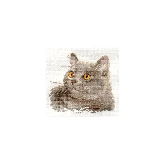 Britische Katze S0-134