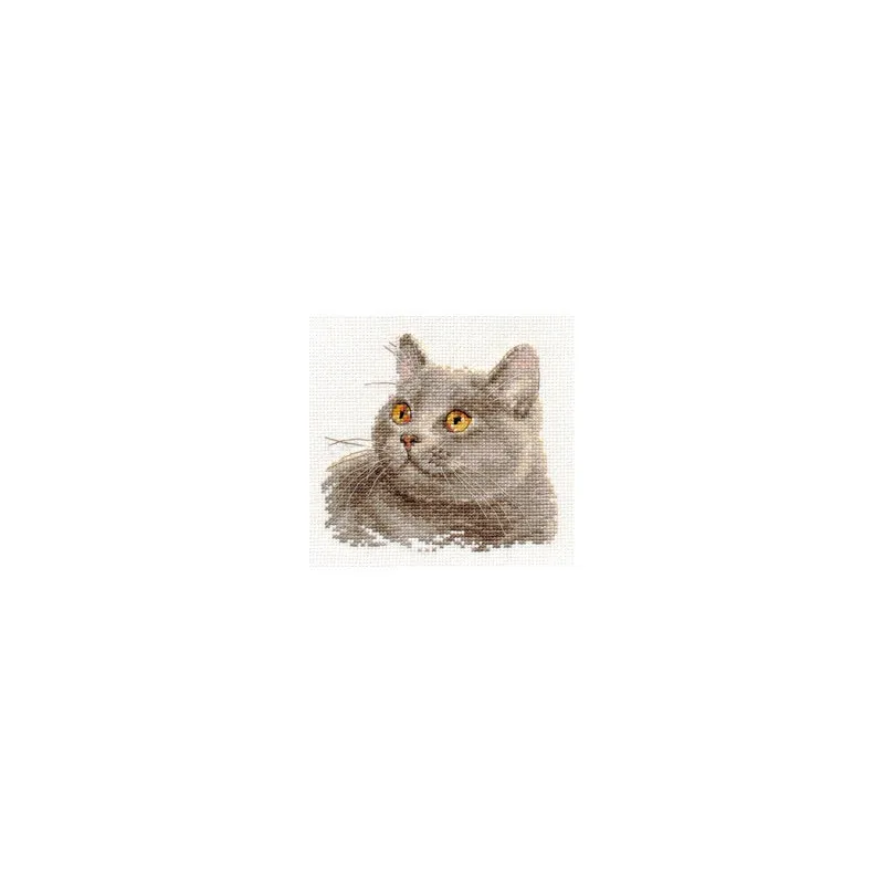 Britische Katze S0-134