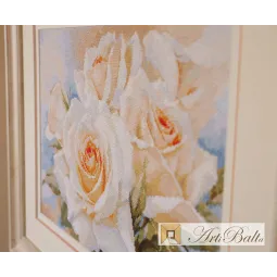 Baltos rožės S2-32