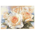 Roses blanches S2-32