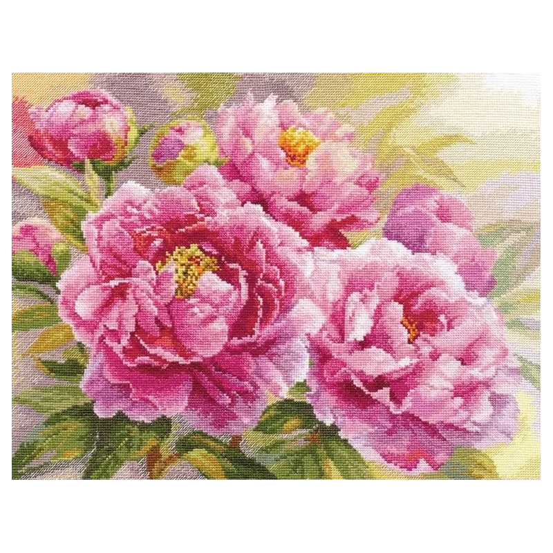 Pivoines S2-35