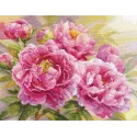 Peonies S2-35