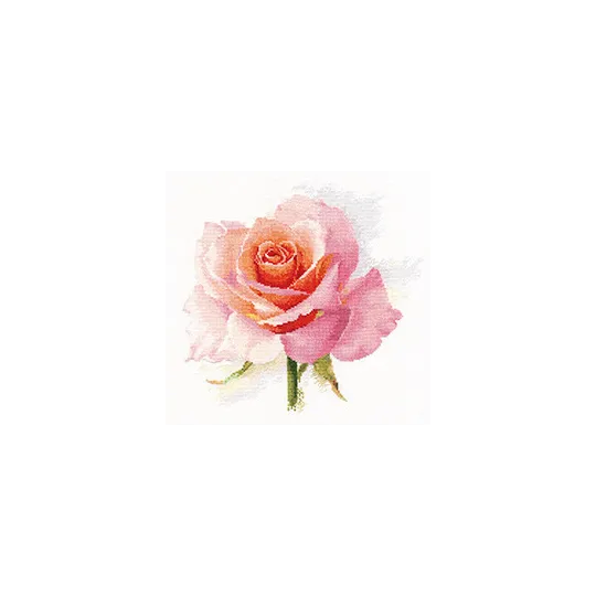 Rosenzartheit S2-40