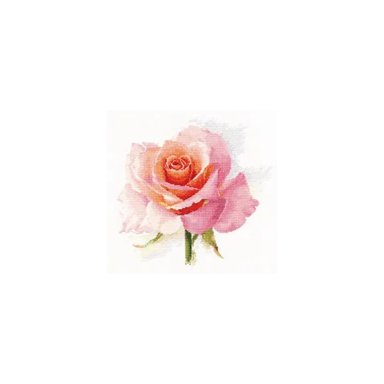 Rose Tenderness S2-40