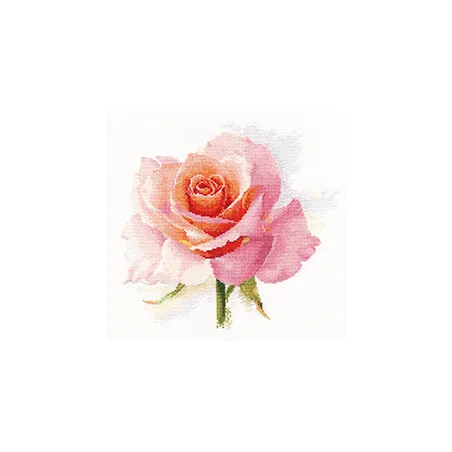 Rose Tenderness S2-40