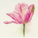 Tulpės. Šviesiai rožinė S2-42