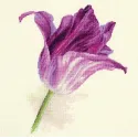 Tulipes. Velours lilas S2-44