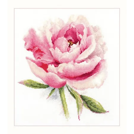 Pivoine tendre S2-47