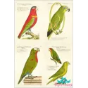 Рисовая карта для декупажа "Разноцветные попугаи"21х29 см AM400024D