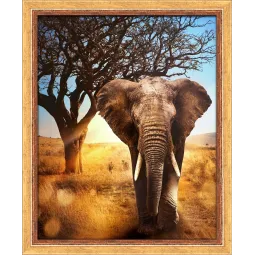 African Elephant 40x50 cm AZ-1783