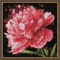 Pivoine pétillante 25x25 cm AZ-1784