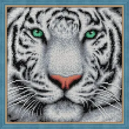 Balto tigro portretas 25x25 cm AZ-1788