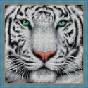 Baltojo tigro portretas 25x25 cm AZ-1788