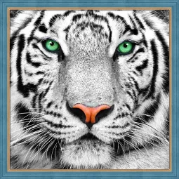 White Tiger Portrait 25x25 cm AZ-1788