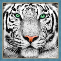 Portrait de Tigre Blanc 25x25 cm AZ-1788