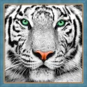 Portrait Tigre Blanc 25x25 cm AZ-1788