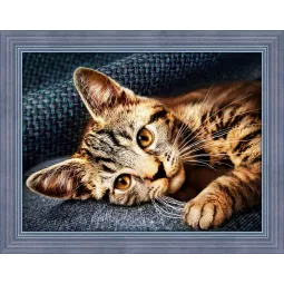 Katė Barsikas 40x30 cm AZ-1700