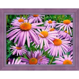 Violetinės ramunėlės 40x30 cm AZ-1702