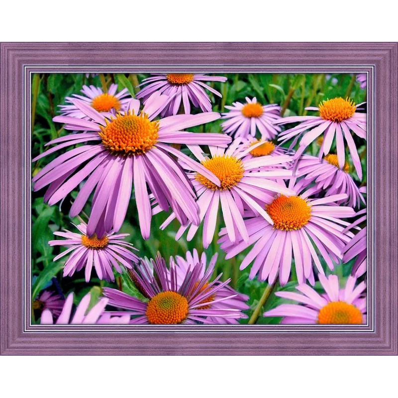 Camomilles pourpres 40x30 cm AZ-1702
