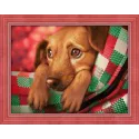 Dachshund Puppy  40x30 cm AZ-1703