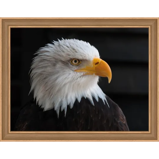 SALE (Discontinued)  Bald Eagle 40х30 cm AZ-1714