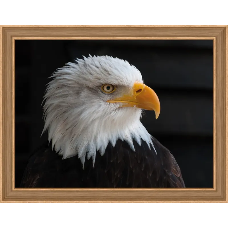 SALE (Discontinued)  Bald Eagle 40х30 cm AZ-1714