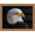 SALE (Discontinued)  Bald Eagle 40х30 cm AZ-1714