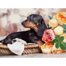 Diamond Painting Kit Dachshund  40х30 cm AZ-1457