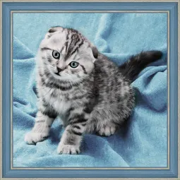 Diamond Painting Kit Kitten 40х40 cm AZ-1465
