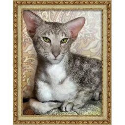 (Discontinué) Oriental Shorthair 30x40 cm AZ-1728