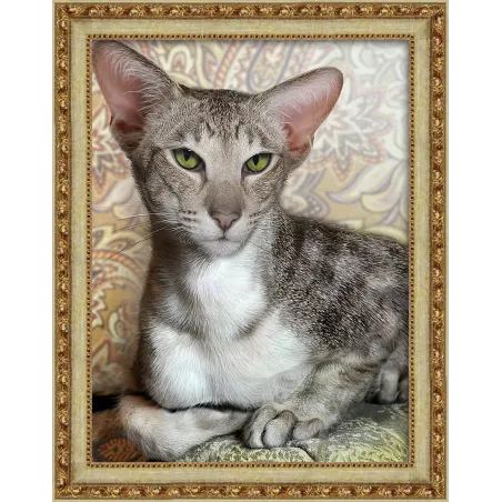 (Discontinué) Oriental Shorthair 30x40 cm AZ-1728