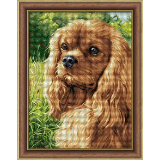 Spaniel 30x40 cm AZ-1792